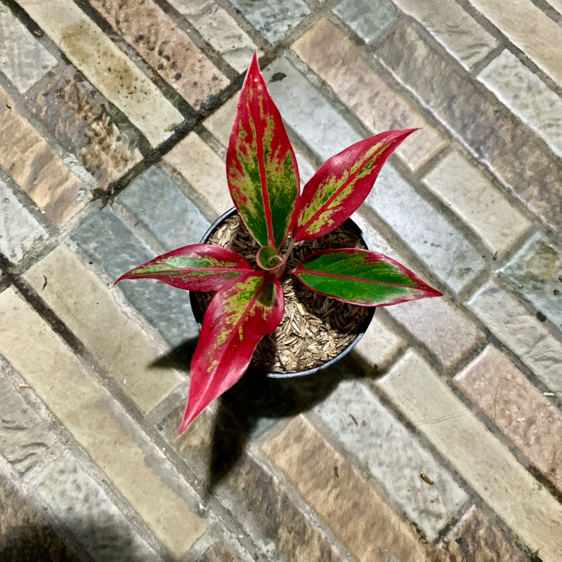 Aglaonema Siam Aurora Mutasi