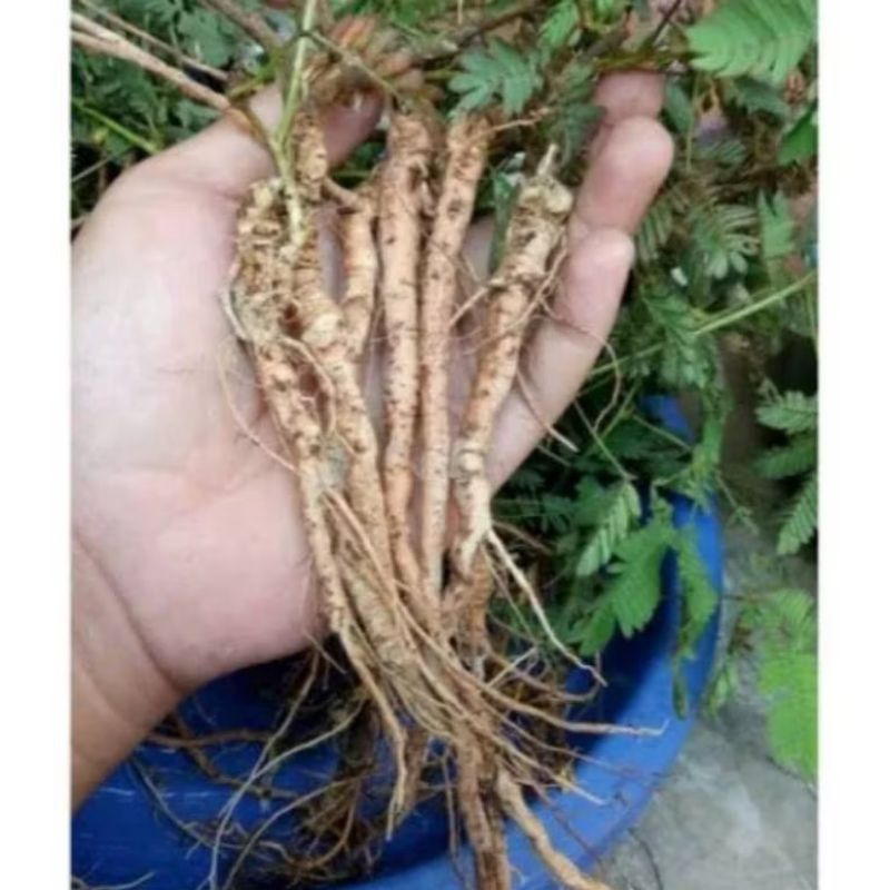 

Akar Putri Malu Segar / 300gram