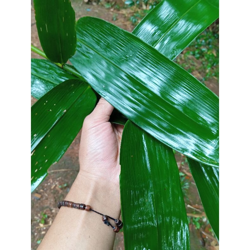 

100 pcs Daun bambu fresh