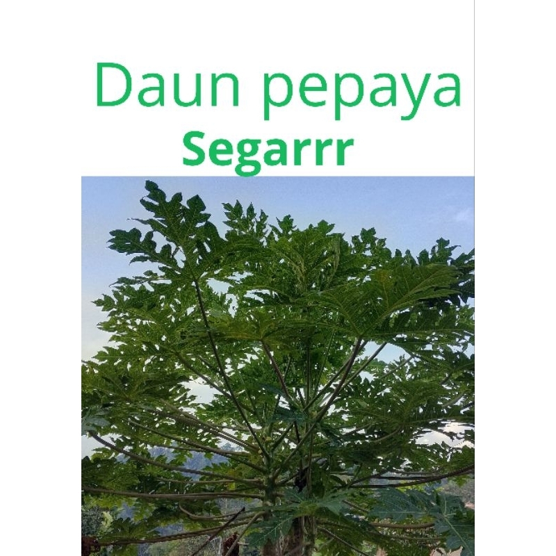 

Daun Pepaya segarr ready