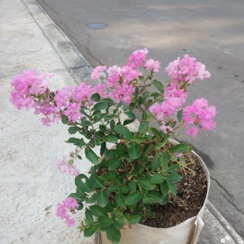 Tanaman Sakura Pink Lokal
