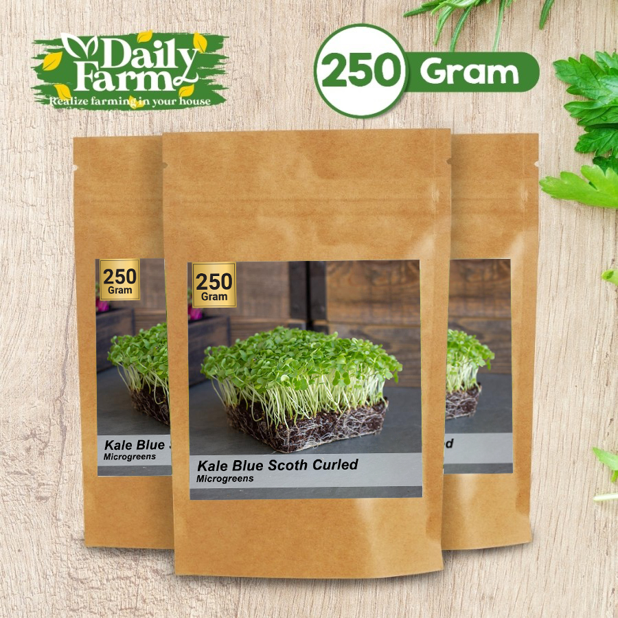 Benih Sayur Microgreens Kale Blue Scoth Curled - Blue Scoth Microgreens