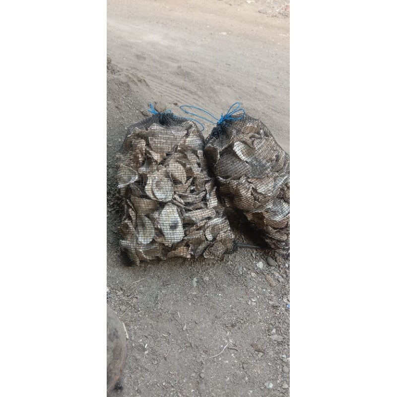 kulit kerang oyster pekatan 3kg