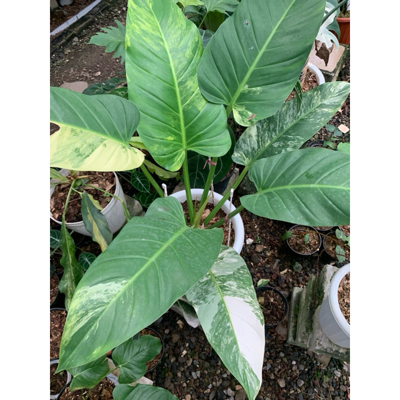 philodendron melodii variegata cutting