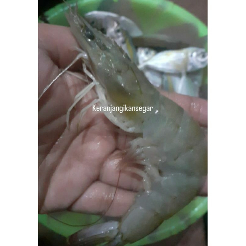 

Udang vaname segar harian berkualitas 1kg size 50/60 (bukan frozen) free dibersihkan