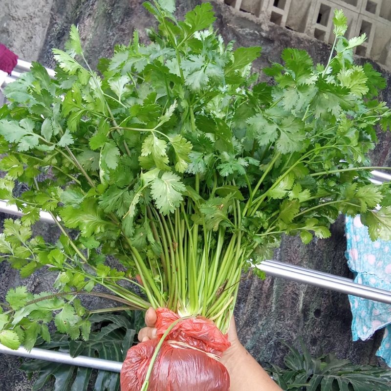 

coriander/ wansui (daun ketumbar fresh) 500 gr