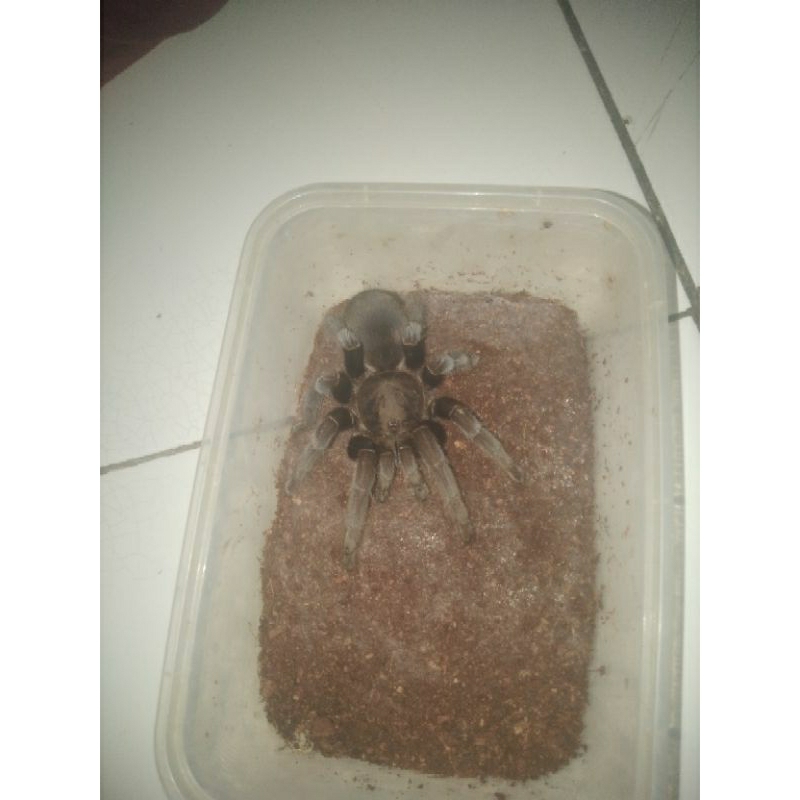 display tarantula s.javanensis