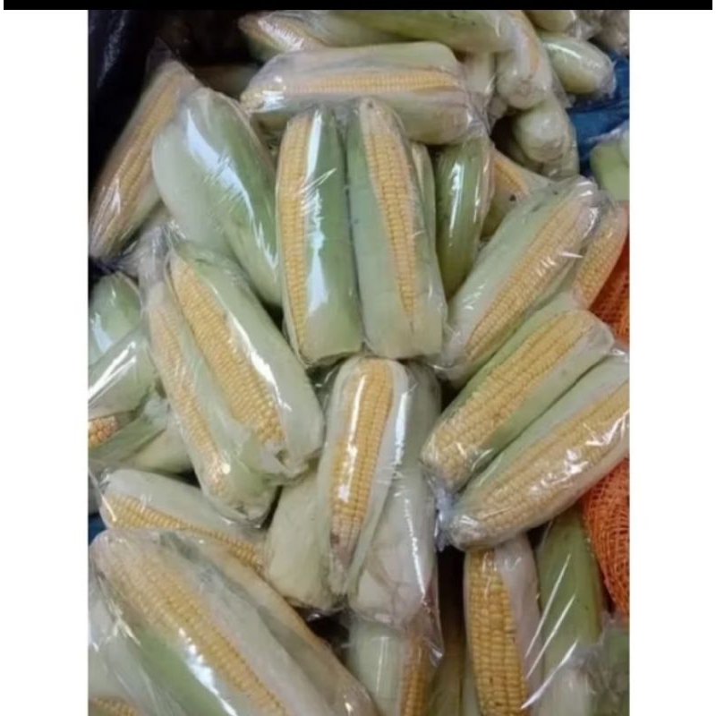 

jagung manis | jagung segar freesh | janggung murah