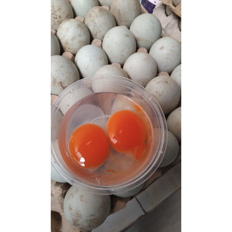 

telur bebek fress
