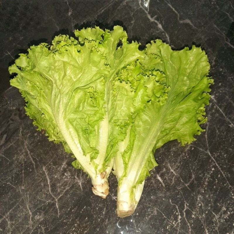 

Selada Keriting Segar | Sayuran Hijau untuk Salad & Lalapan | Harga 200 gr