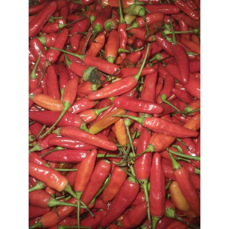 

[SKD BUMBU] RAWIT MERAH ORI SUPER 250 GRAM