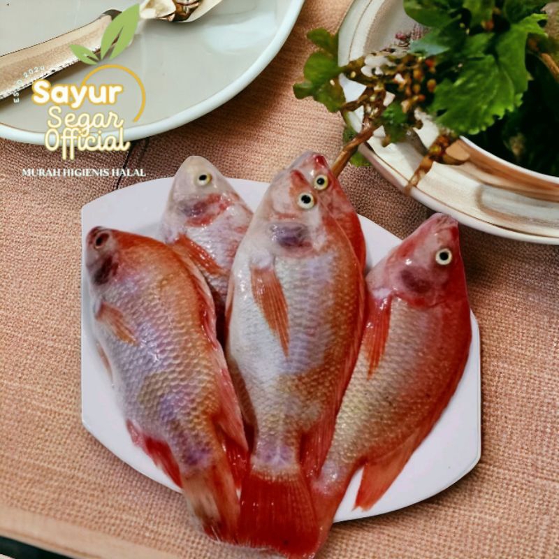 

Ikan Nila Segar 500gr / 1kg ( Sudah di Bersihkan ) - Kirim Instan