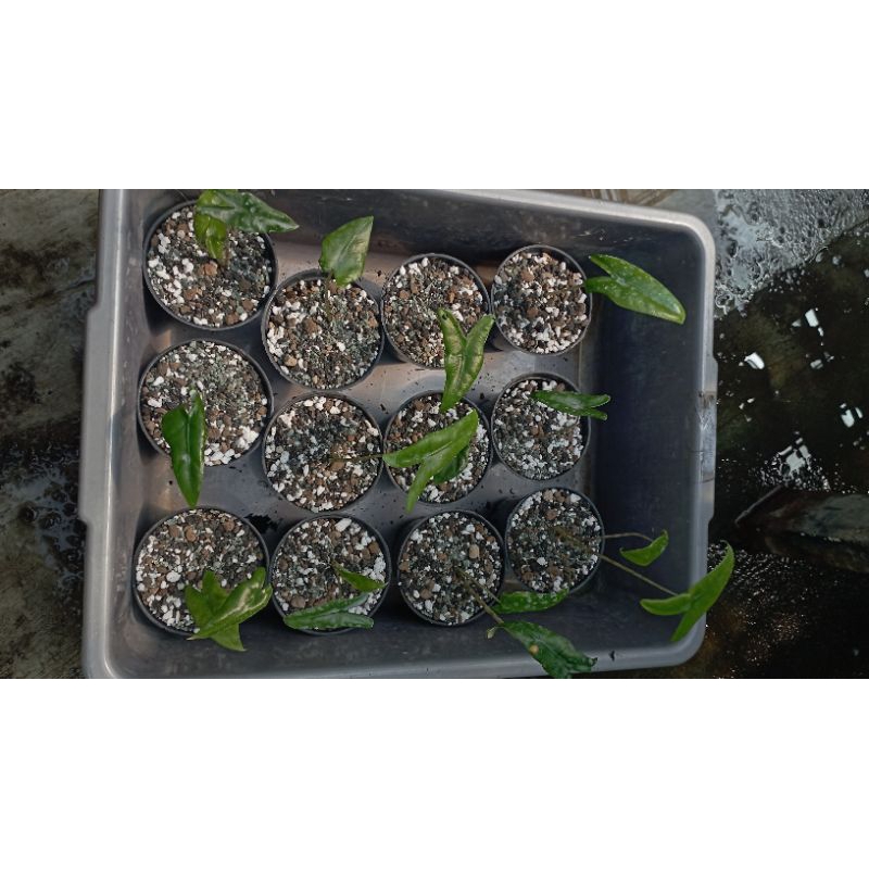 alocasia tigrina paket