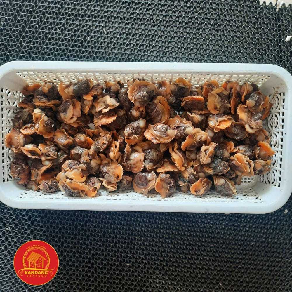 

Kerang Darah Kupas / Daging Kerang Darah / Daging Dara Kupas