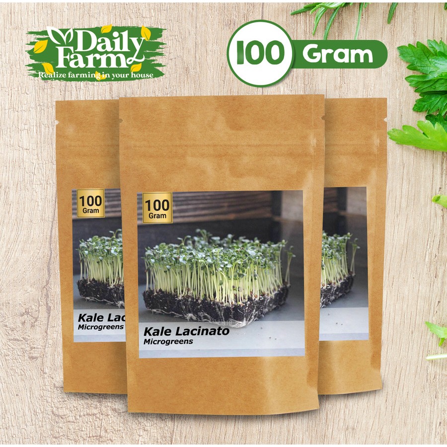 Benih Sayur Kale Lacinato Microgreens - Kale Microgreens - Bulk Size