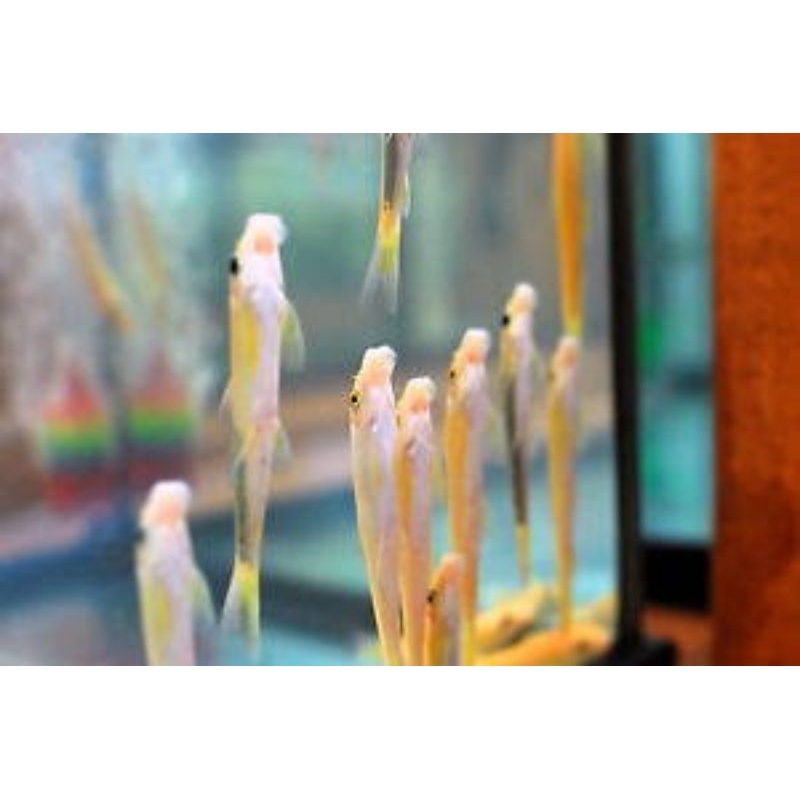 chinese algae eater/hiasan aquascape