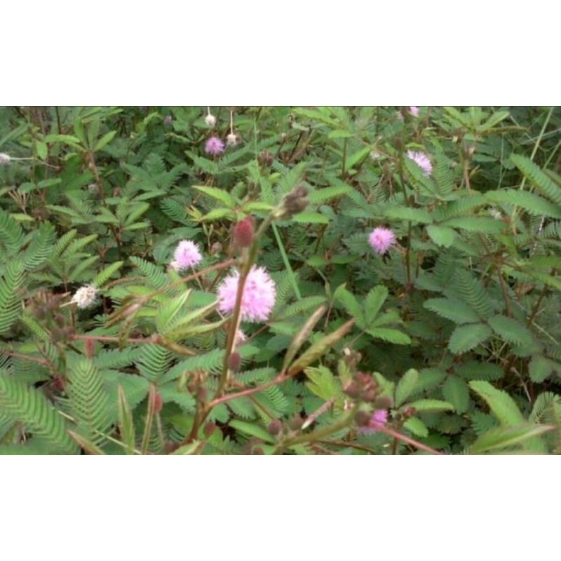 

Daun putri malu segar 500 gram