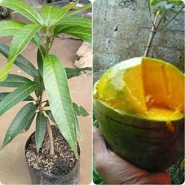 Bibit / Pohon Mangga Kelapa Super Unggul Cepat Berbuah