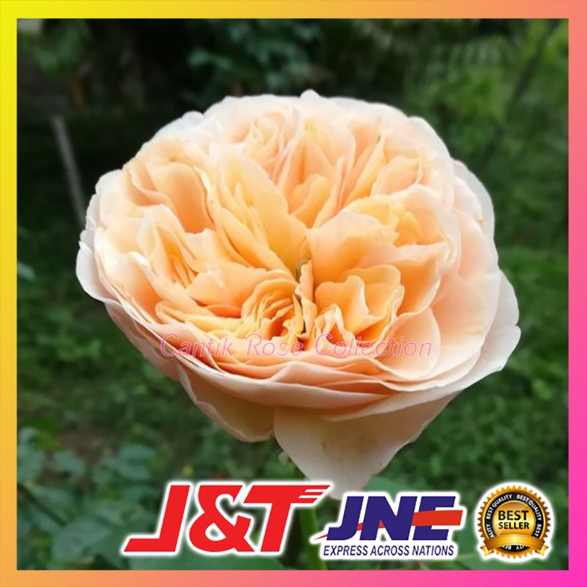 Tanaman Mawar Import - Mawar Juliet