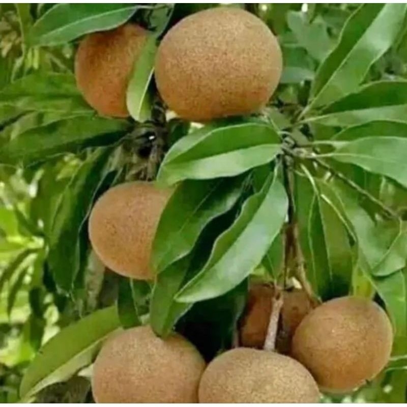 bibit buah sawo mentimun/jumbo kondisi berbunga/berbuah