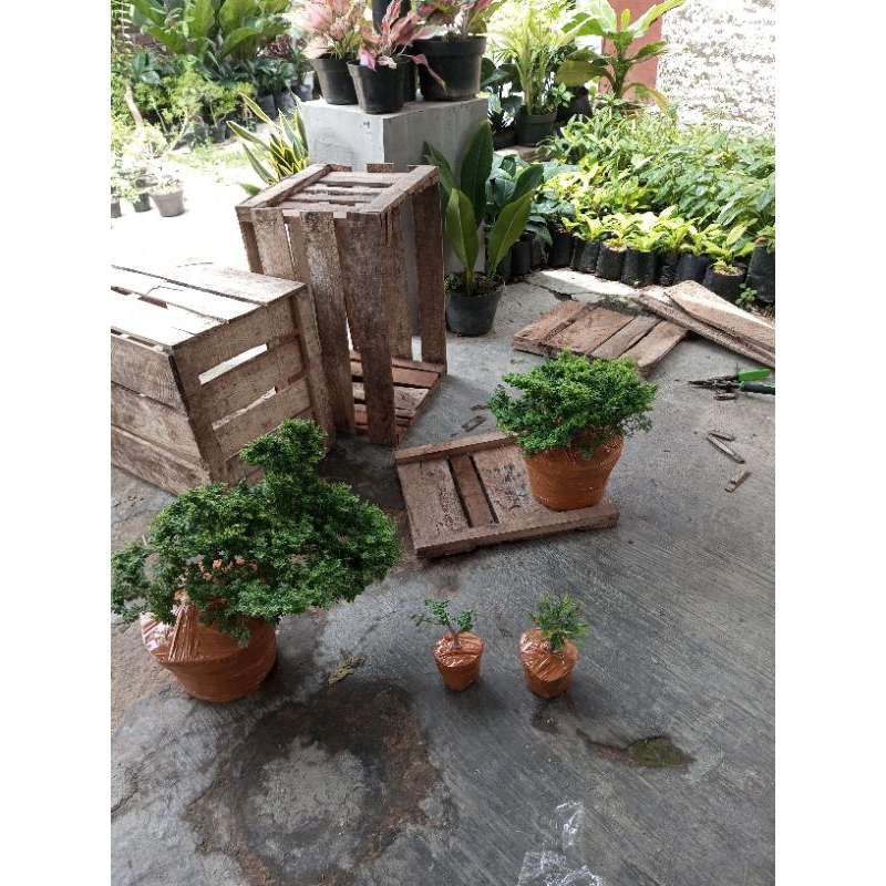 bonsai Saeng simbur super mikro Thailand josss besar
