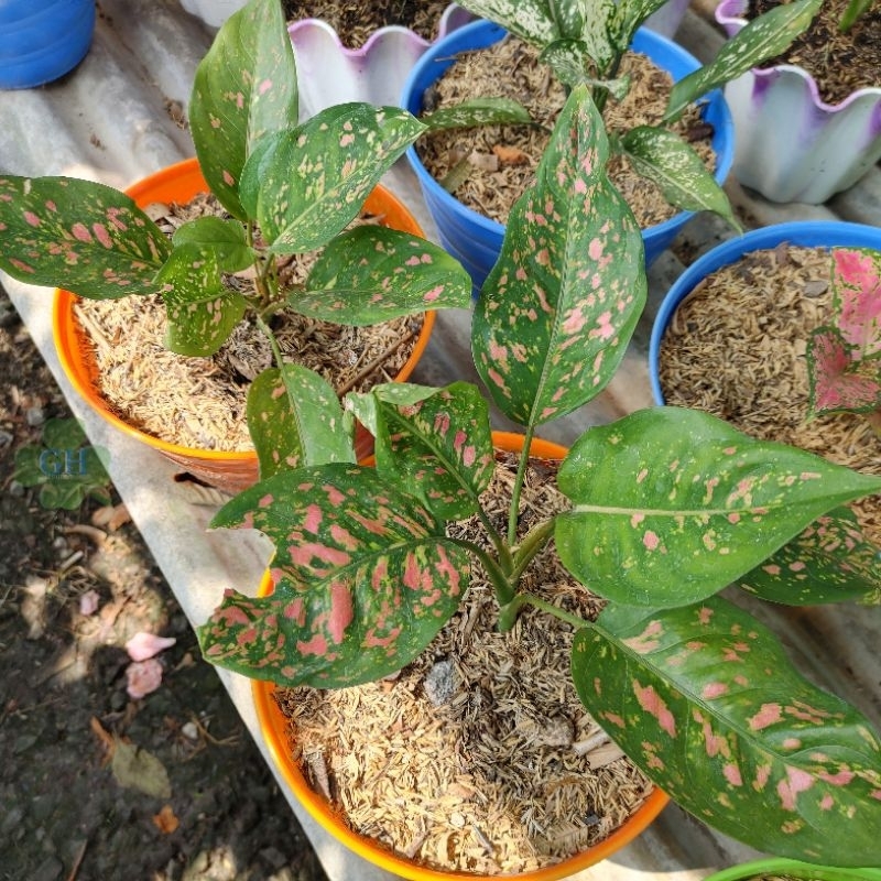 Tanaman Hias Aglonema Aglaonema Pink Dalmation Red Venus Ruby Chiangmay
