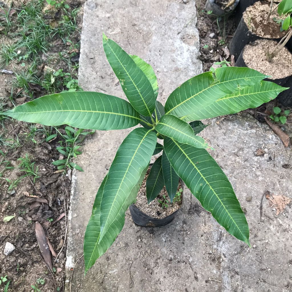 Bibit Mangga Mahatir Okulasi