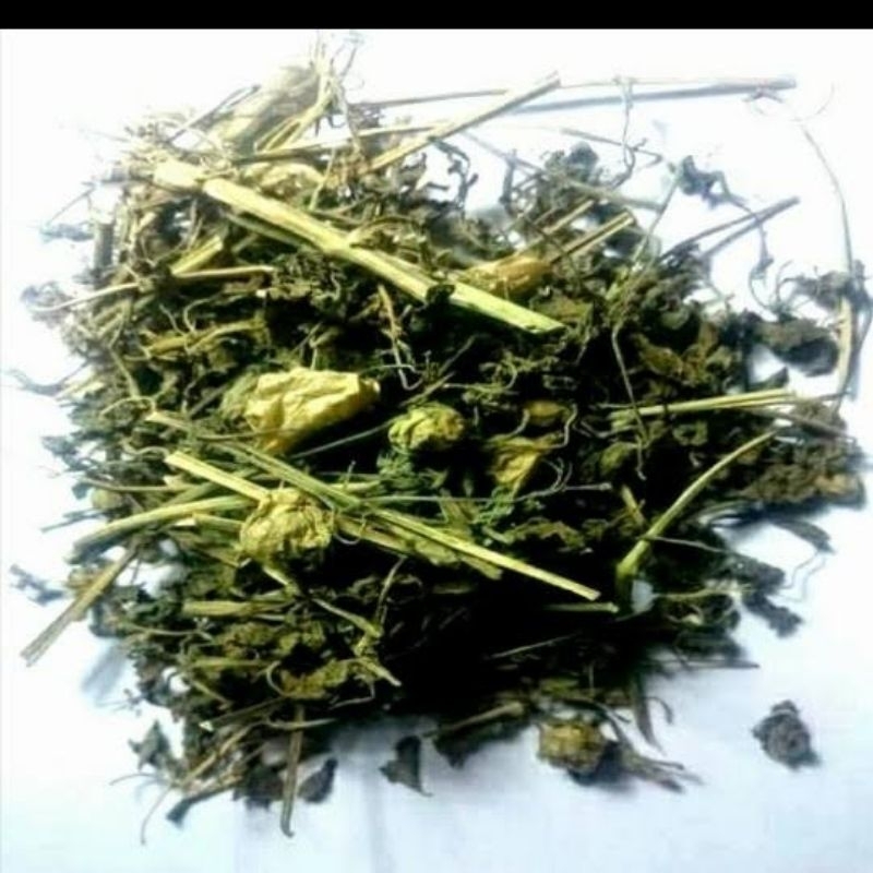 

daun ciplukan kering