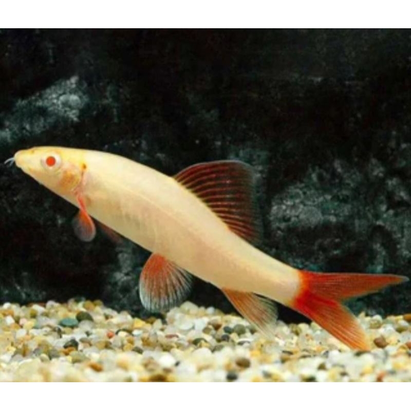 REDFIN ALBINO PEMAKAN LUMUT