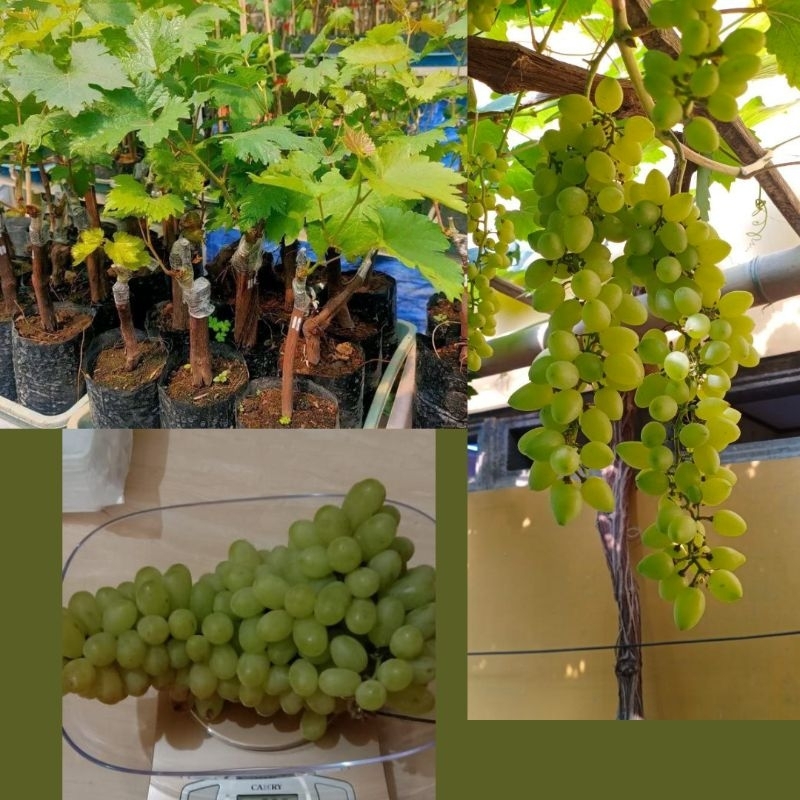 Bibit Anggur Hijau Manis Tanpa Biji, Bibit Anggur Hijau, BibitAnggur Hijau Import Berkualitas