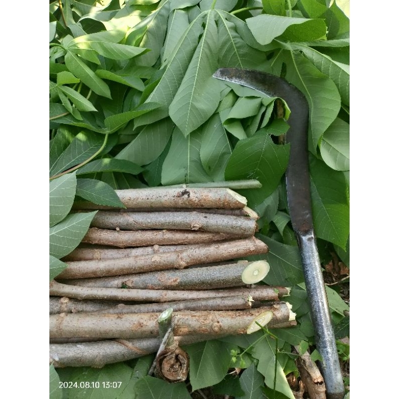 

singkong karet, ketela karet