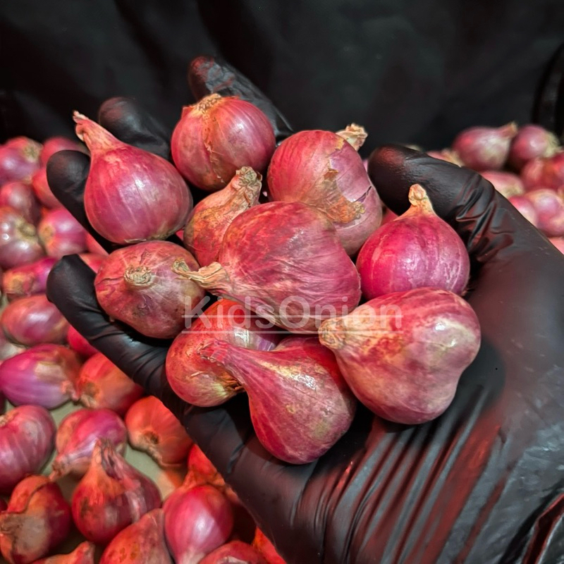 

Bawang Merah Brebes Segar Ukuran Besar