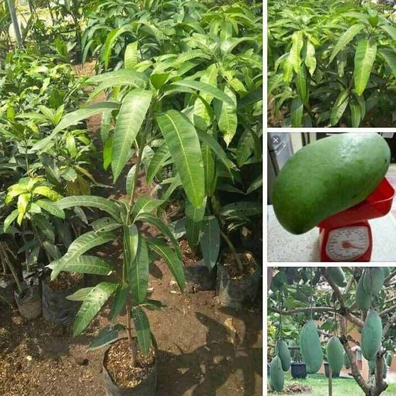 Bibit Buah mangga kiojay sudah hasil okulasi cepat berbuah