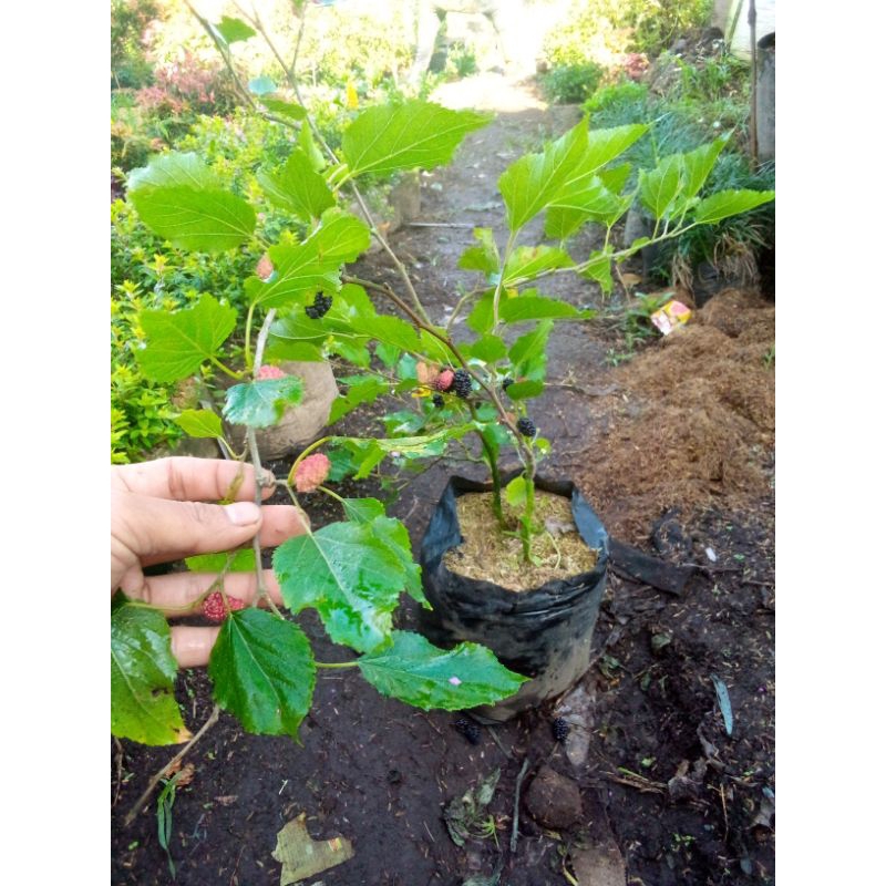 

buah murbei ukuran dewasa -+100cm