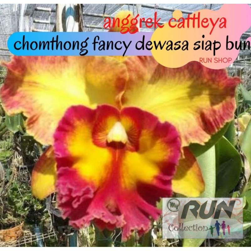 tanaman hias catalea dewasa siap berbunga