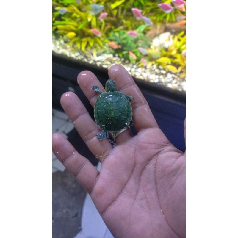 PROMO kura kura Brazil kura air tawar aquarium