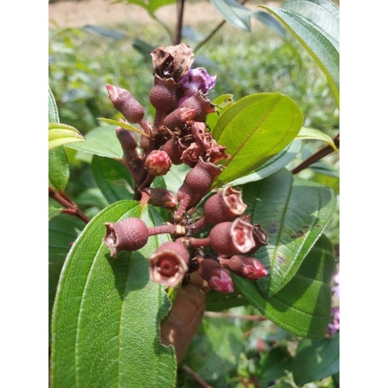 

buah harendong/senggani segar 1kg