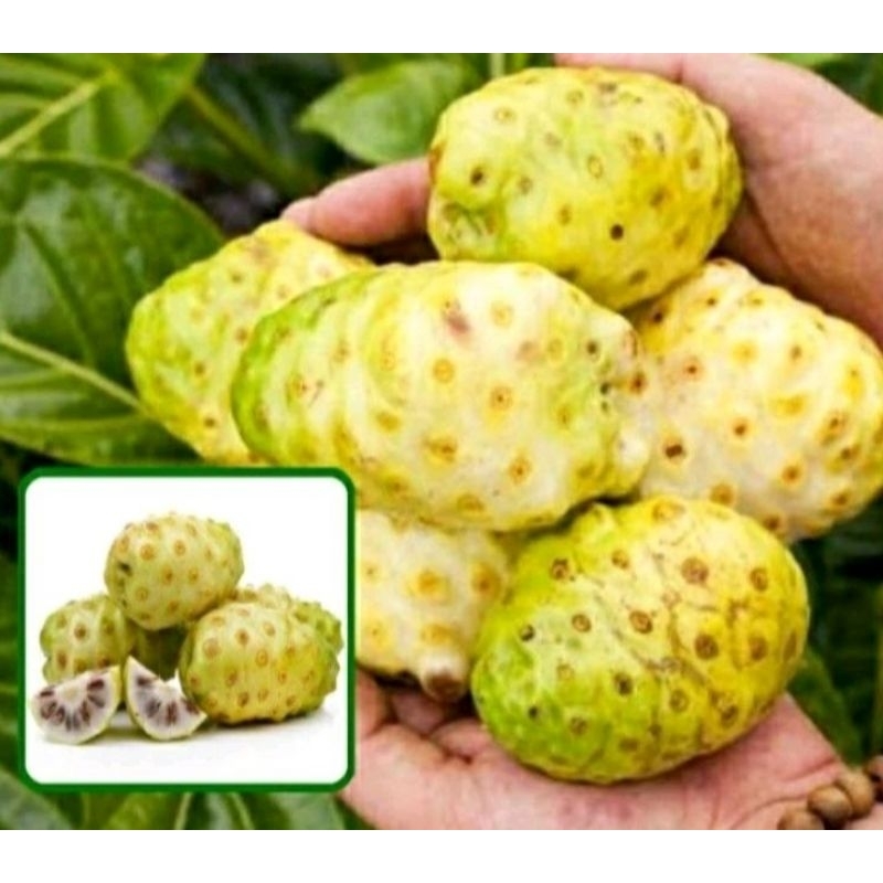 

buah mengkudu segar murah 1kg