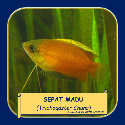 IKAN HIAS AIR TAWAR - SEPAT MADU / HONEY GOURAMI (±4cm)