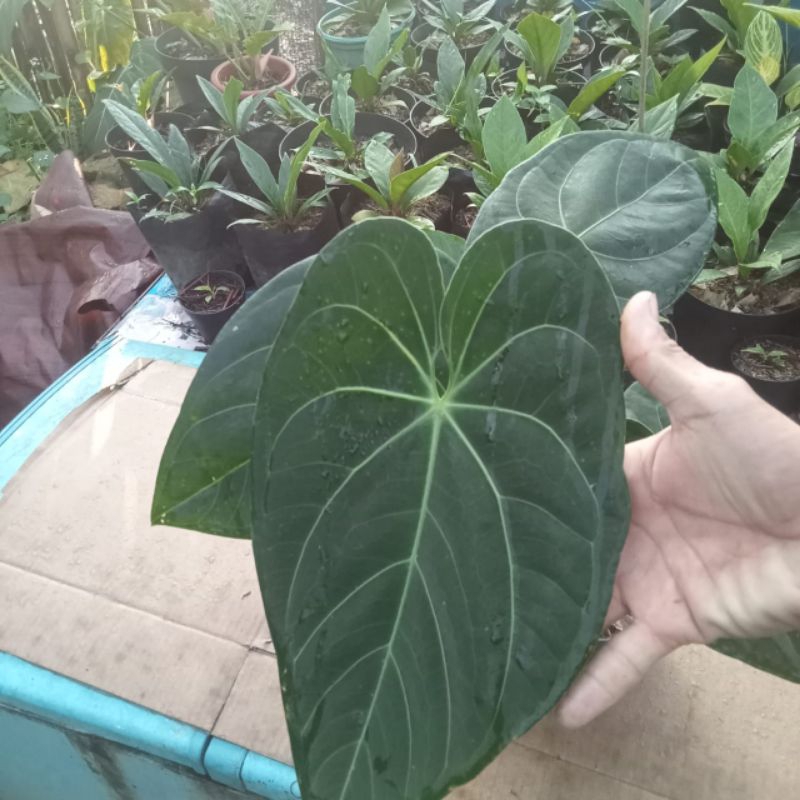 anturium kuping gajah magnificum desleri