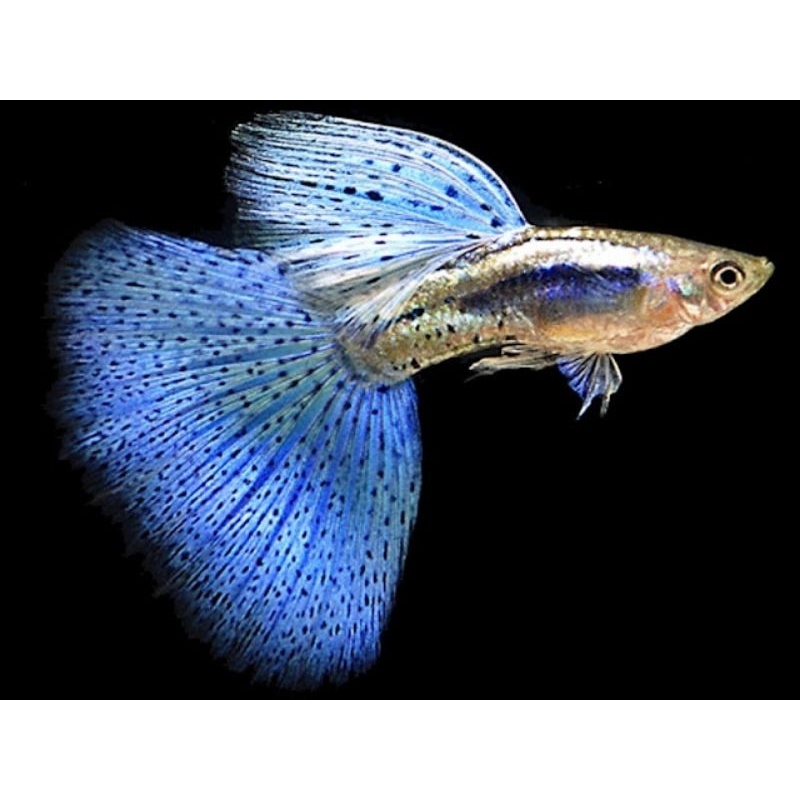 Guppy Blue Dragon hiasan Aquarium