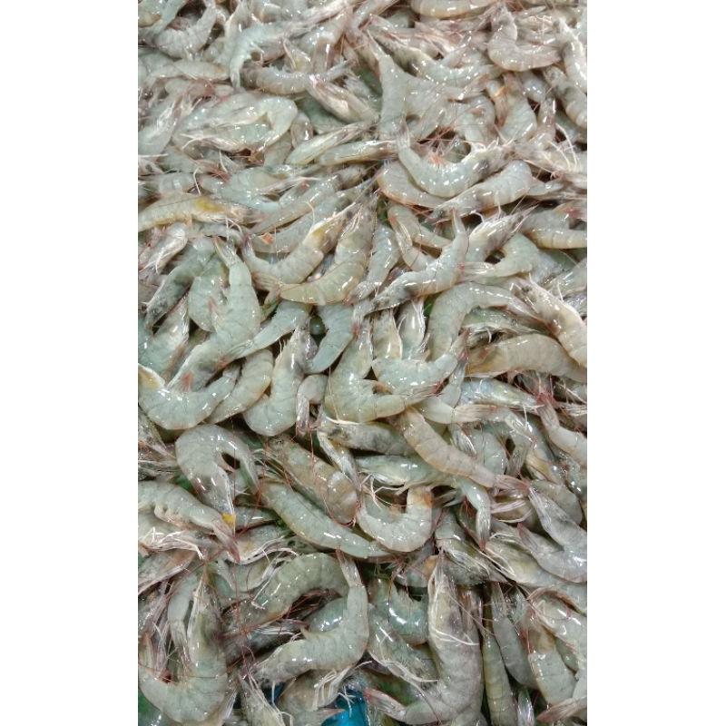 

Udang size kecil