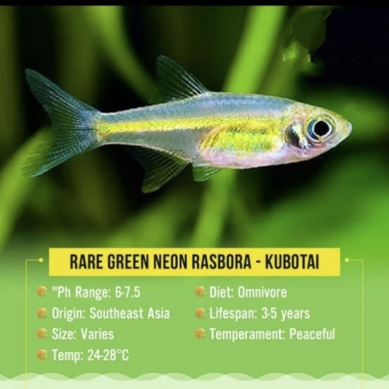 Rasbora Kubotai / Ikan aquascape