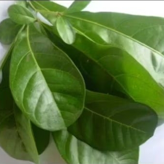 

Daun herbal Maja Segar / Daun Berenuk per 10 Lembar