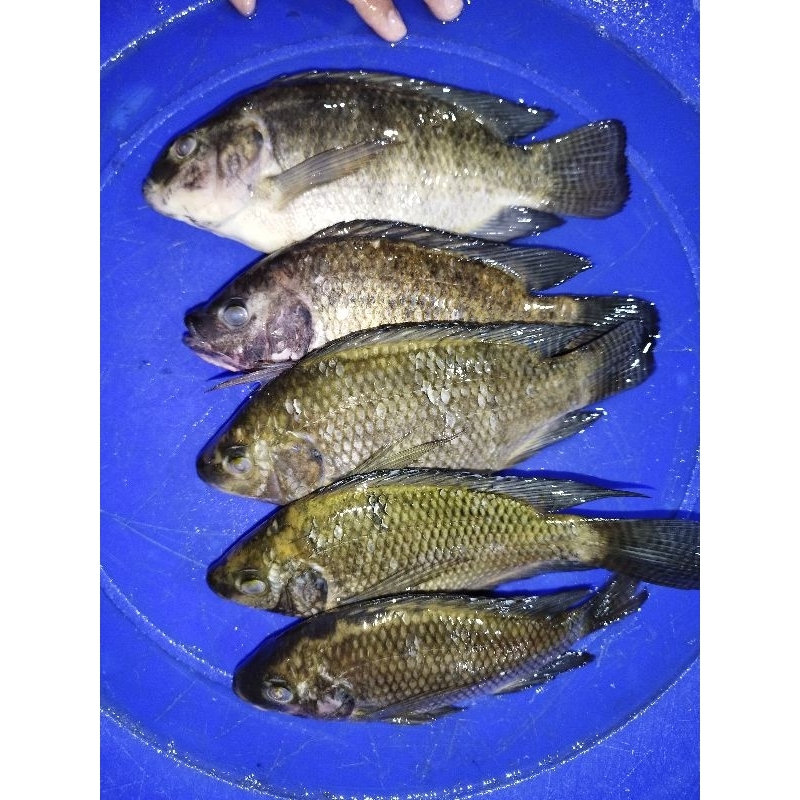 

Ikan mujair fresh dan segar 1kg