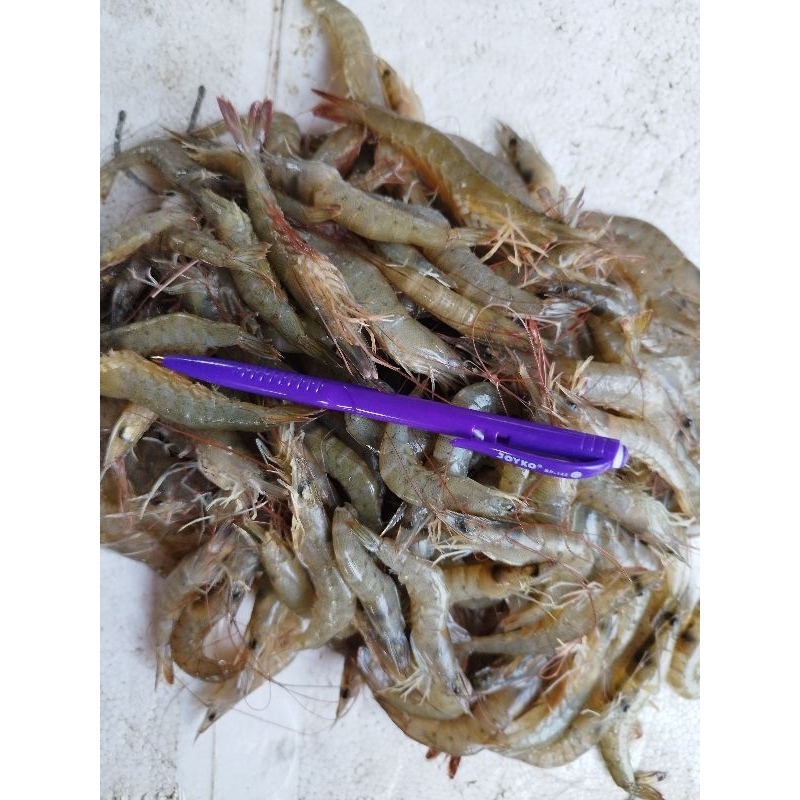 

Udang api fresh dan segar 1kg