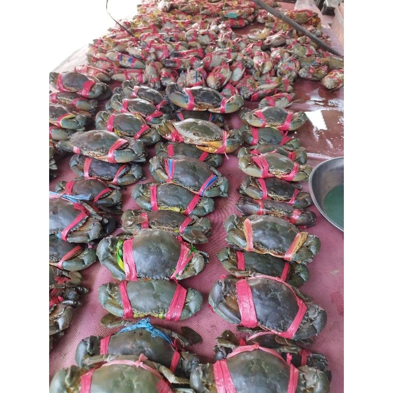 

Kepiting hidup super isi 3 - 1kg