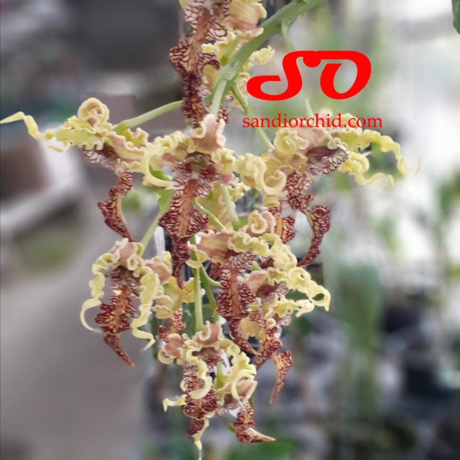 Dendrobium spectabile size medium jungle