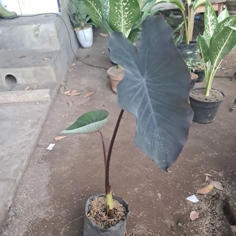 colocasia black magic