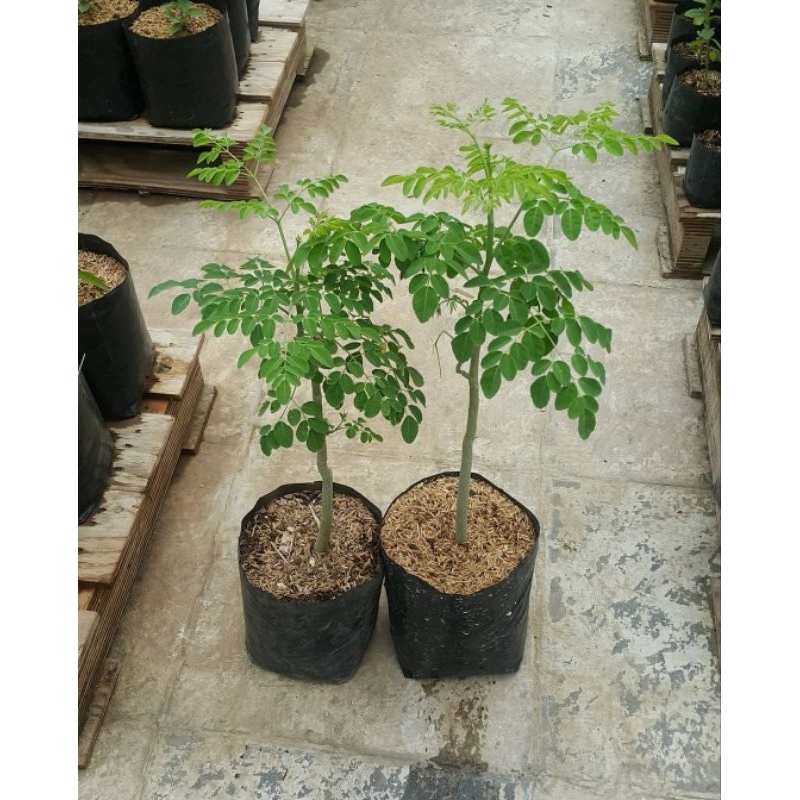 Tanaman Herbal Daun Kelor - Tanaman kelor - tanaman herbal kelor